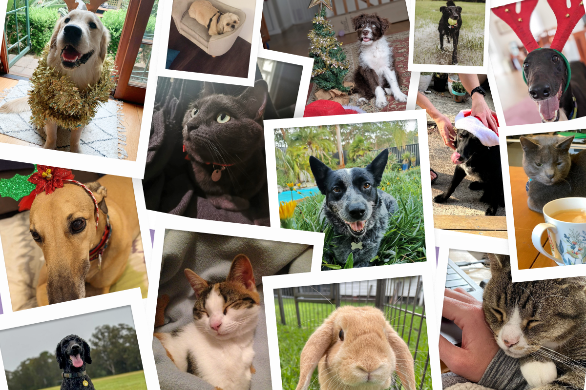 Meet the Pets of Woohoo